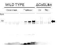 Rhodanese/cell cycle control phosphatase superfamily protein in the group Antibodies Plant/Algal  / Arabidopsis thaliana  at Agrisera AB (Antibodies for research) (AS15 2900)